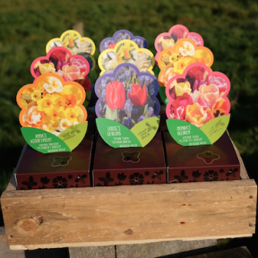 Bollendoosjes-van-Croon-en-Bergh-2