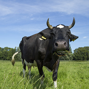 Contact-Biodynamische-zorgboerderij-Noorderhoeve-Schoorl