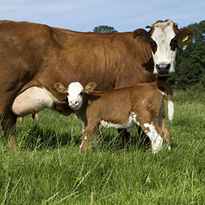 Landbouw-Biodynamische-zorgboerderij-Noorderhoeve-Schoorl