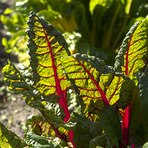 Nieuws-Biodynamische-zorgboerderij-Noorderhoeve-Schoorl