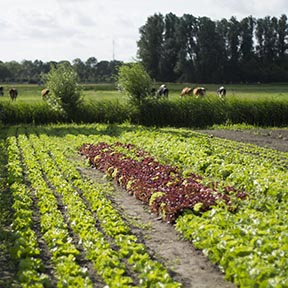 OverOns-Biodynamische-zorgboerderij-Noorderhoeve-Schoorl