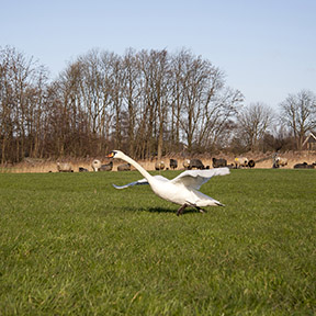 StichtingDeBrink-Biodynamische-zorgboerderij-Noorderhoeve-Schoorl