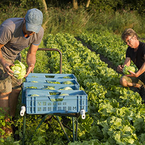 Werken-Biodynamische-zorgboerderij-Noorderhoeve-Schoorl