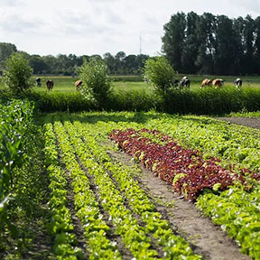 Noorderhoeve-Stichting-de-Brink-Landbouw