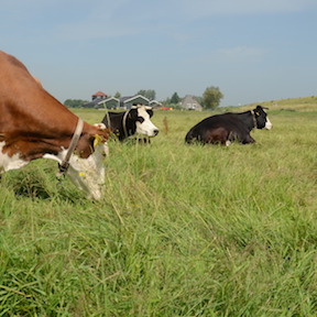 Artemis-zorgboerderij-Warder