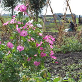 Artemiszogboerderij-Warder