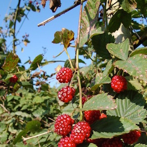 zorgtuinderij-ygdrasil-sijbekarspel-bramen