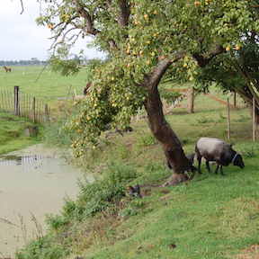 zorgtuinderij-ygdrasil-sijbekarspel-schaap